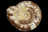 Huge, Jurassic Ammonite Fossil - Madagascar #118435-1